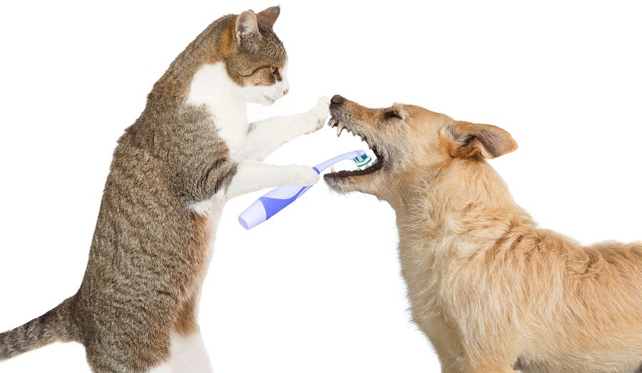 Pet dental care and dentistry at Ottawa Barrhaven Animal Hospital