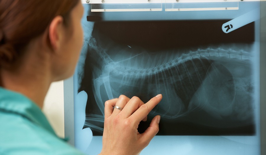 Digital pet X-rays at Ottawa Barrhaven Animal Hospital in Barrhaven