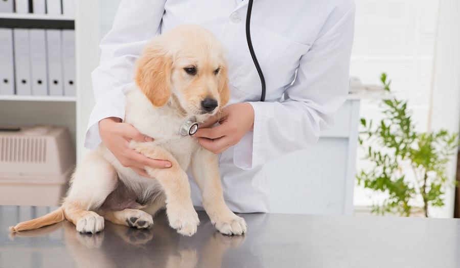 Veterinary cardiology and heart care at Ottawa Barrhaven Animal Hospital