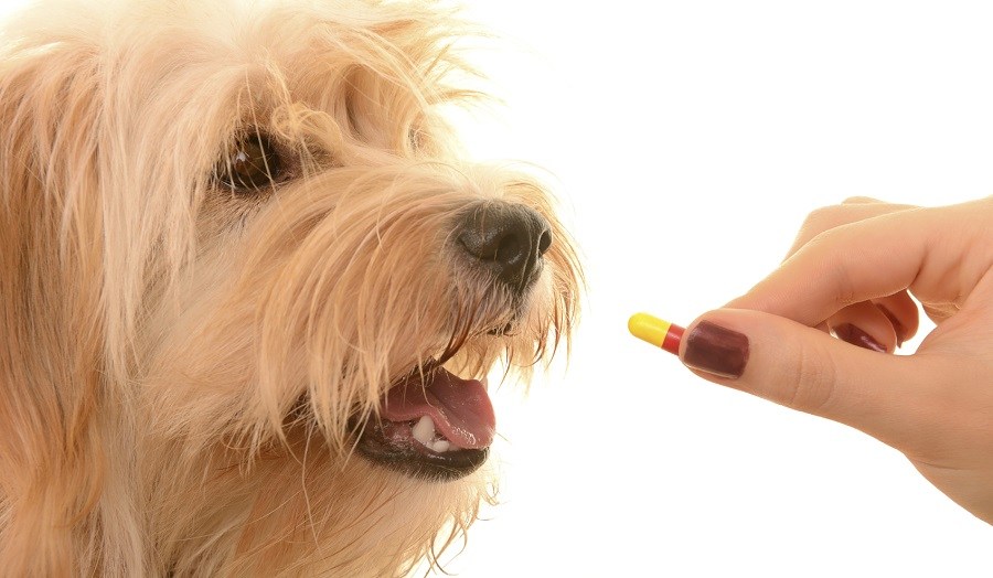 On-site pet pharmacy at Ottawa Barrhaven Animal Hospital in Barrhaven