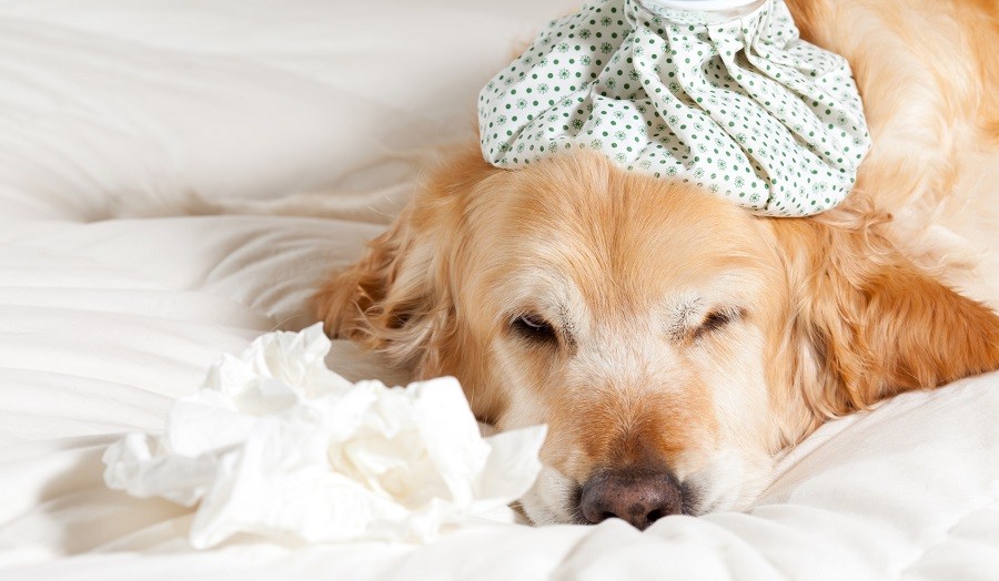Heartworm prevention for dogs and cats in Barrhaven, Ottawa
