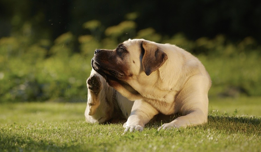 Pet dermatology and allergy care at Ottawa Barrhaven Animal Hospital