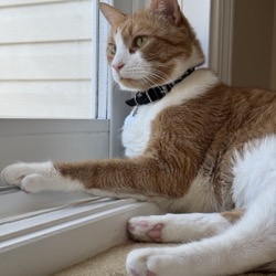 Mango, the practice manager cat at Ottawa Barrhaven Animal Hospital